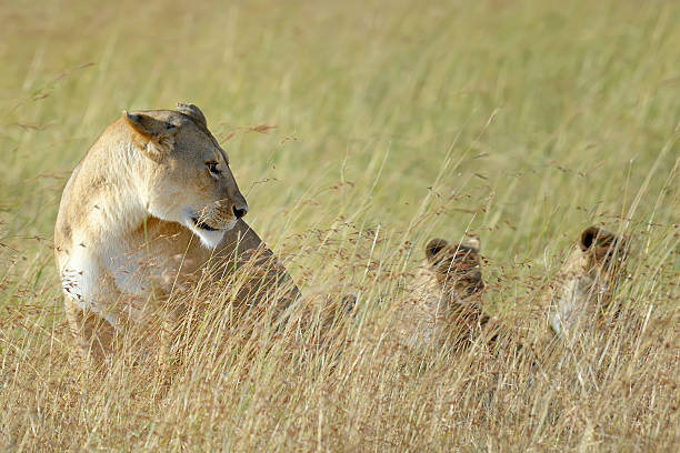 background image for - 4-Days Tarangire, Serengeti & Ngorongoro Adventure