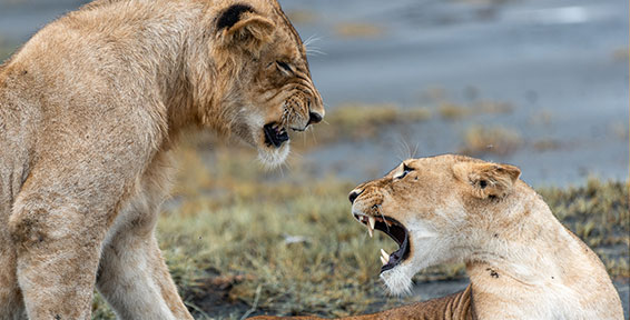 Image number 3 for 3-Day Tanzania Safari To Serengeti And Ngorongoro