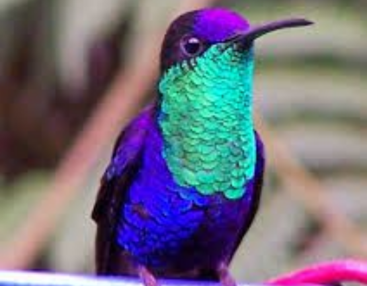 Image number 1 for 11-Day Ethiopia Birdwatching Adventure & Photograph Tour