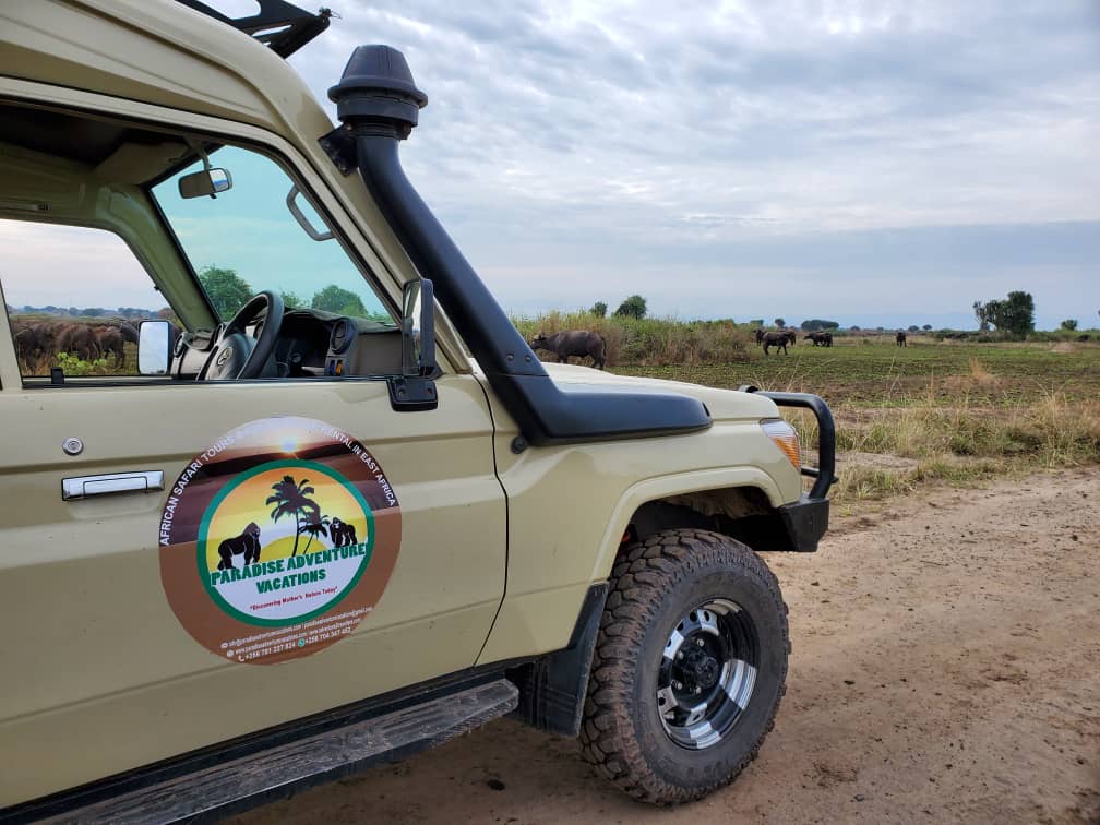 background image for - 3 Days Gorilla Habituation Safari To Bwindi