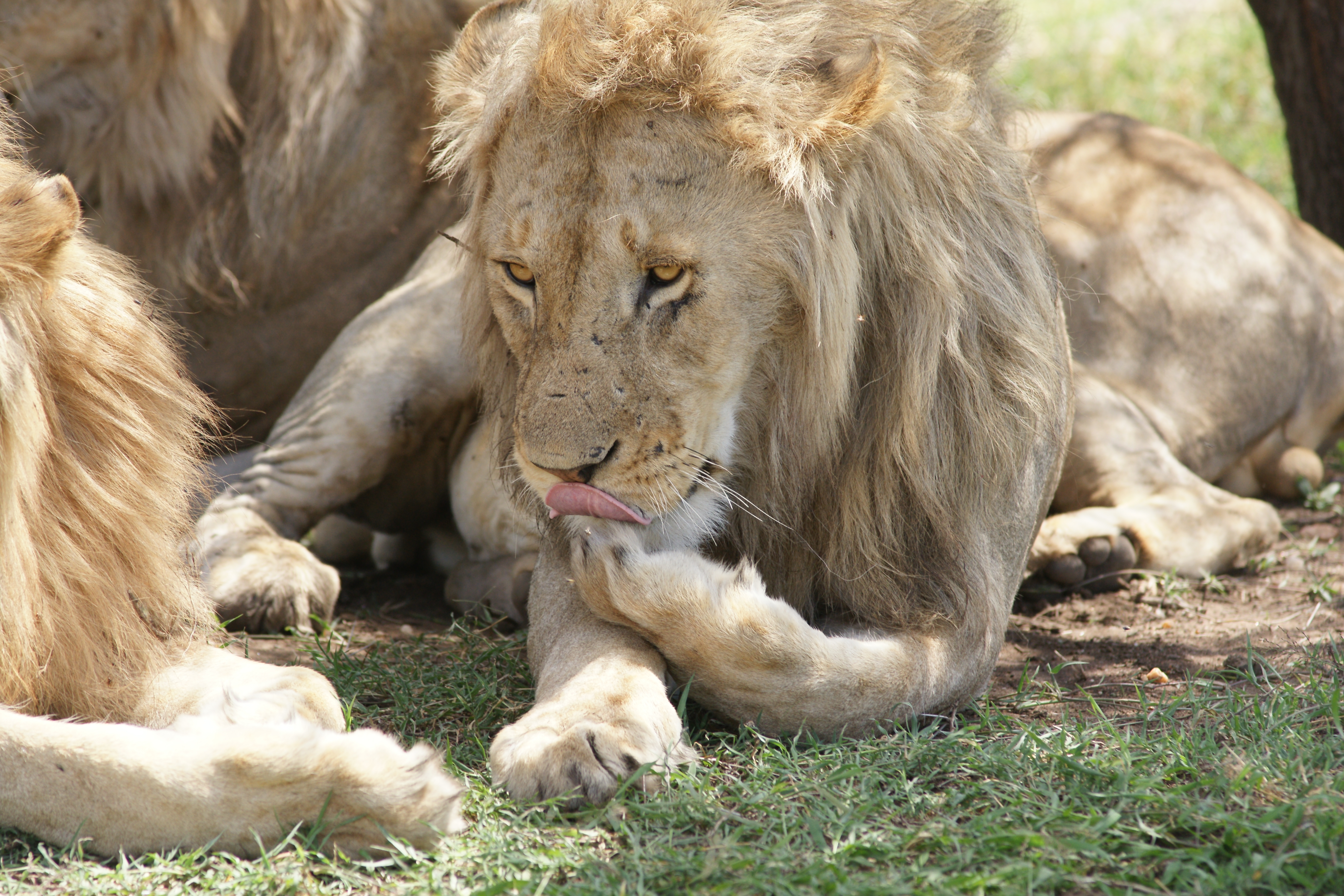 background image for - 3- Days Amaizing Luxury Safari