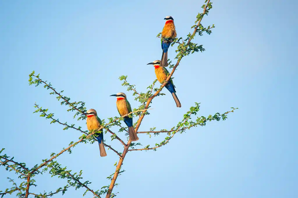 Image number 4 for Ultimate 4-Day Tanzania Safari Adventure