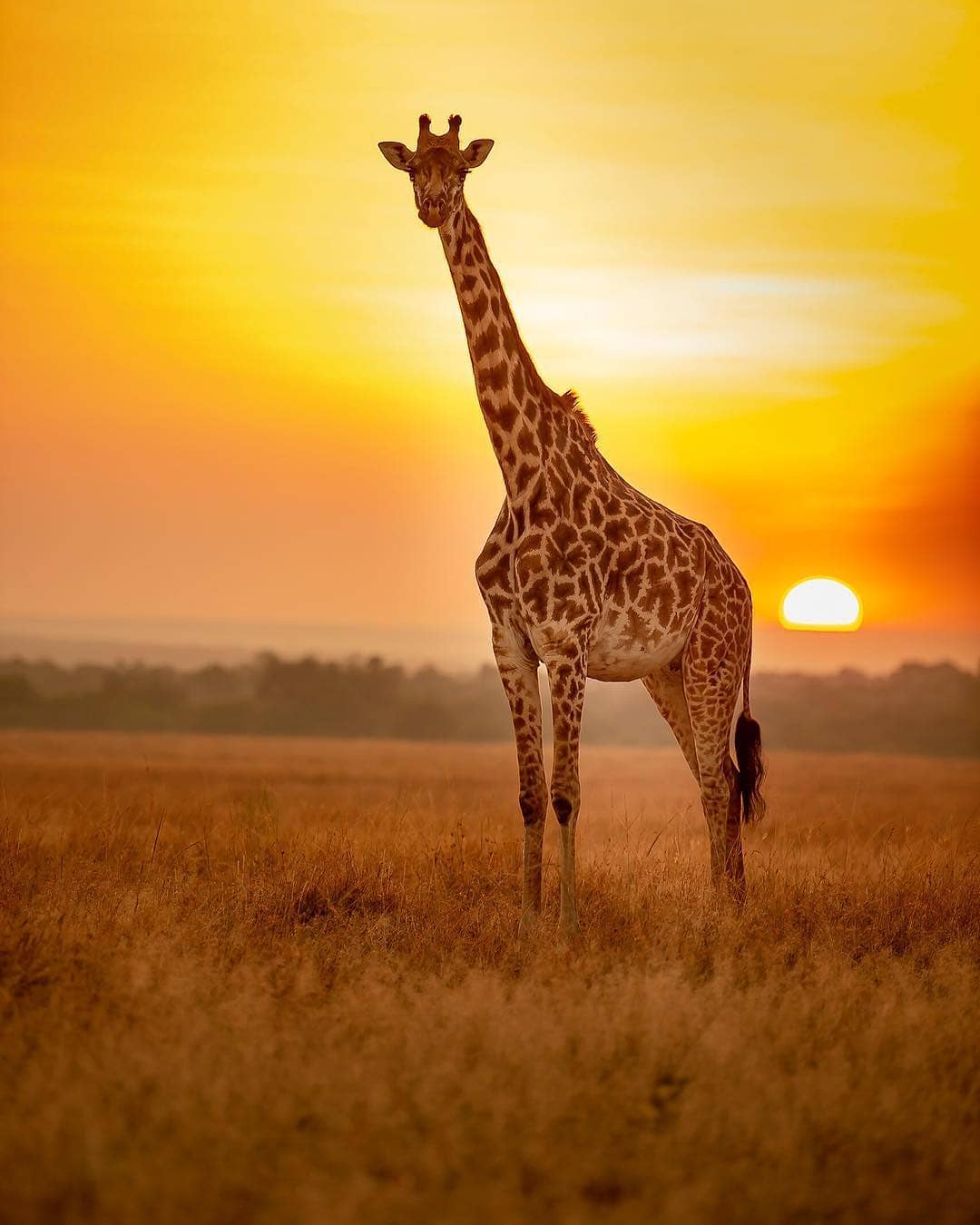 Image number 4 for 3 Day : Mikumi National Park And Udzungwa Mountain Hiking