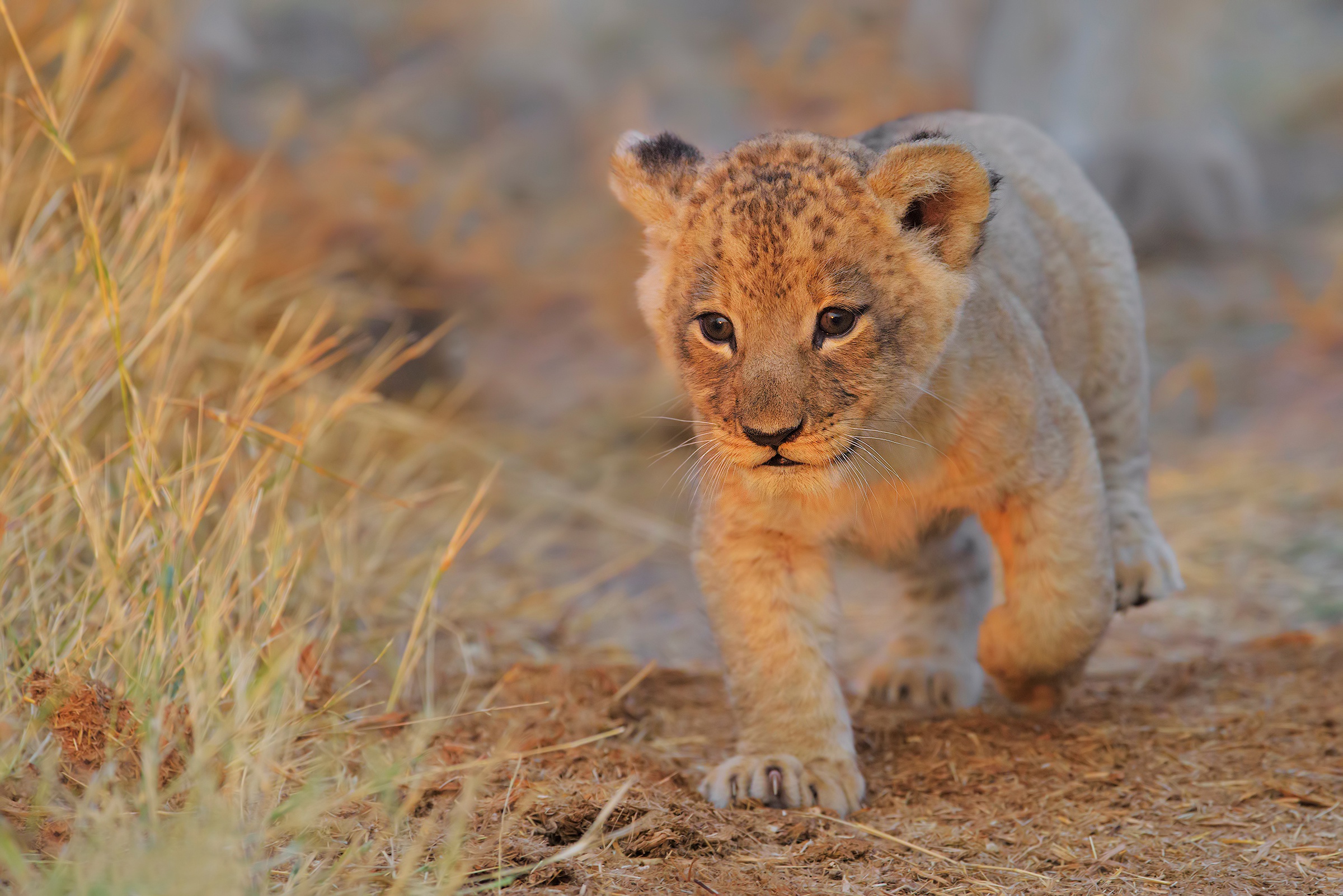 background image for - 3 Days Village Tour And Ngorongoro Crater Safari