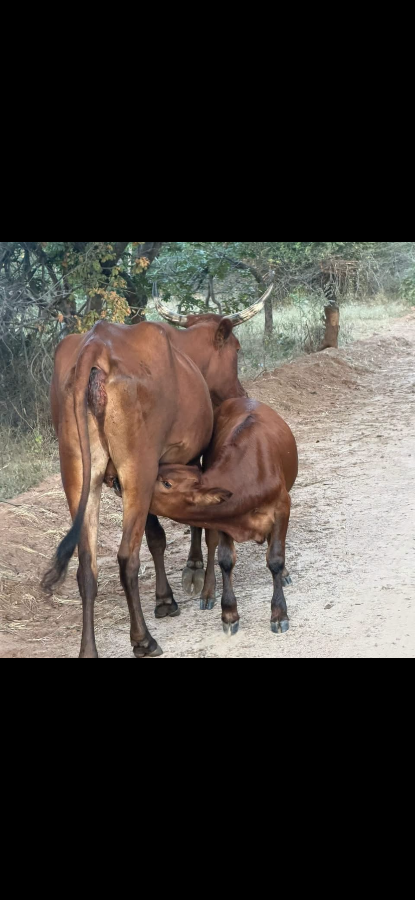 Image number 2 for Victoria Falls Village Tour 