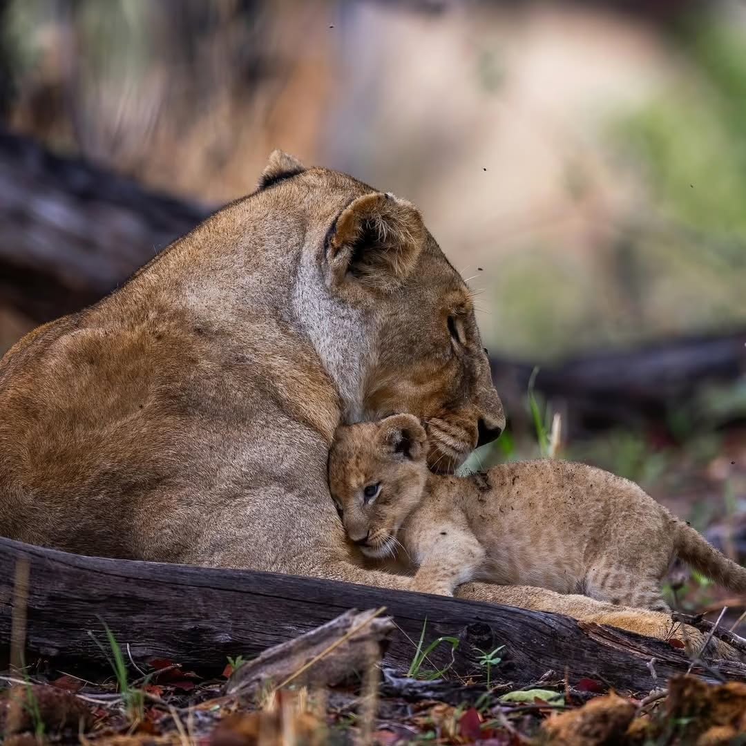 background image for - 5-Day Tanzania Safari Selous, Mikumi & Boat Adventure
