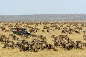 Image number 2 for 4 Days Tanzania Sharing Safari 