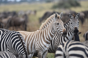 Image number 3 for Tarangire, Manyara And Ngorongoro Safari