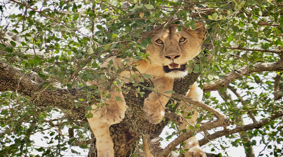 Image number 1 for 2 Days Luxury Tanzania Safari: Ngorongoro Crater & Lake Manyara