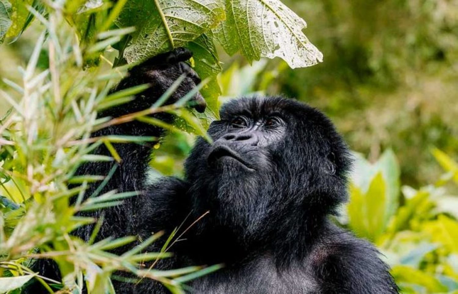 Image number 1 for Gorillas, Chimps, Ziwa, Murchison And Queen Elizabeth