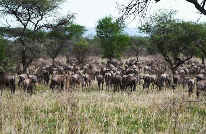 background image for - 9-Days Serengeti Migration Safari 