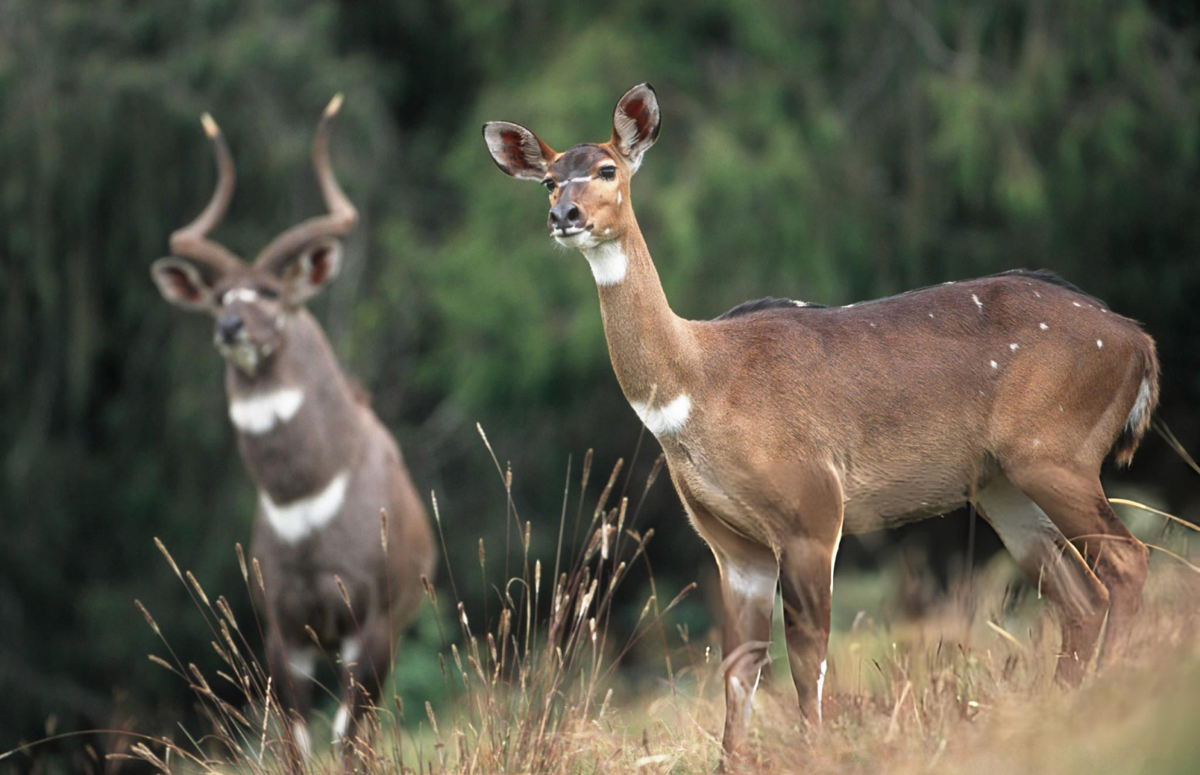 Image number 5 for 5 Day Bale Mountains Wolf Expedition & Trekking