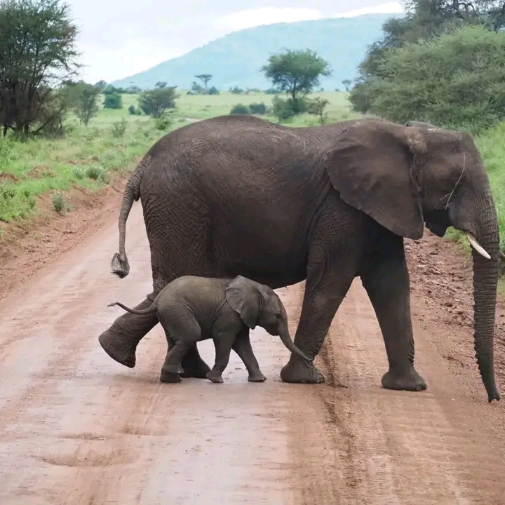 background image for - Tanzania Experience Safari 