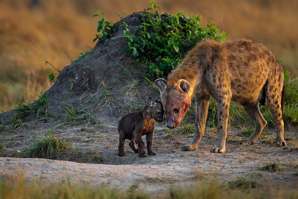 Image number 1 for Budget-friendly Safari Adventure To Tarangire & Ngorongoro Crater