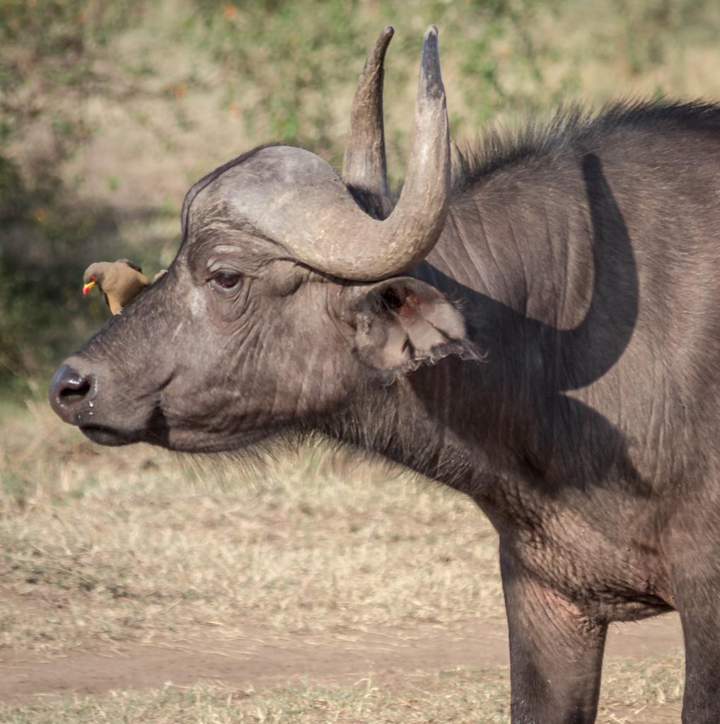 Image number 15 for 8-Day Tanzania Classic Safari: From Endless Plains
