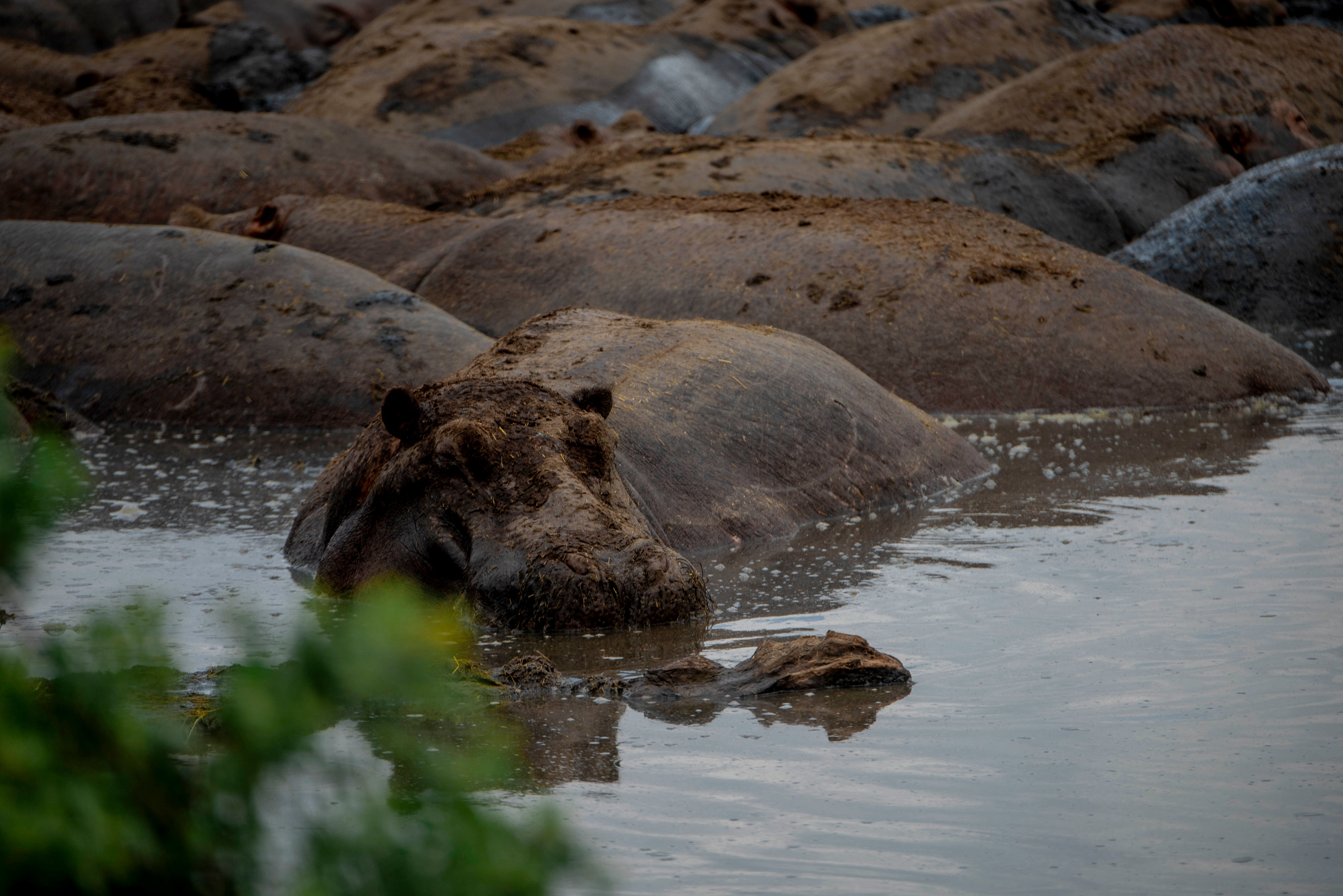 Image number 6 for Great Migration Luxury Safari In Tanzania