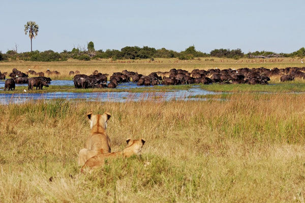 background image for - 16 Days Combo Safaris Kenya And Tanzania