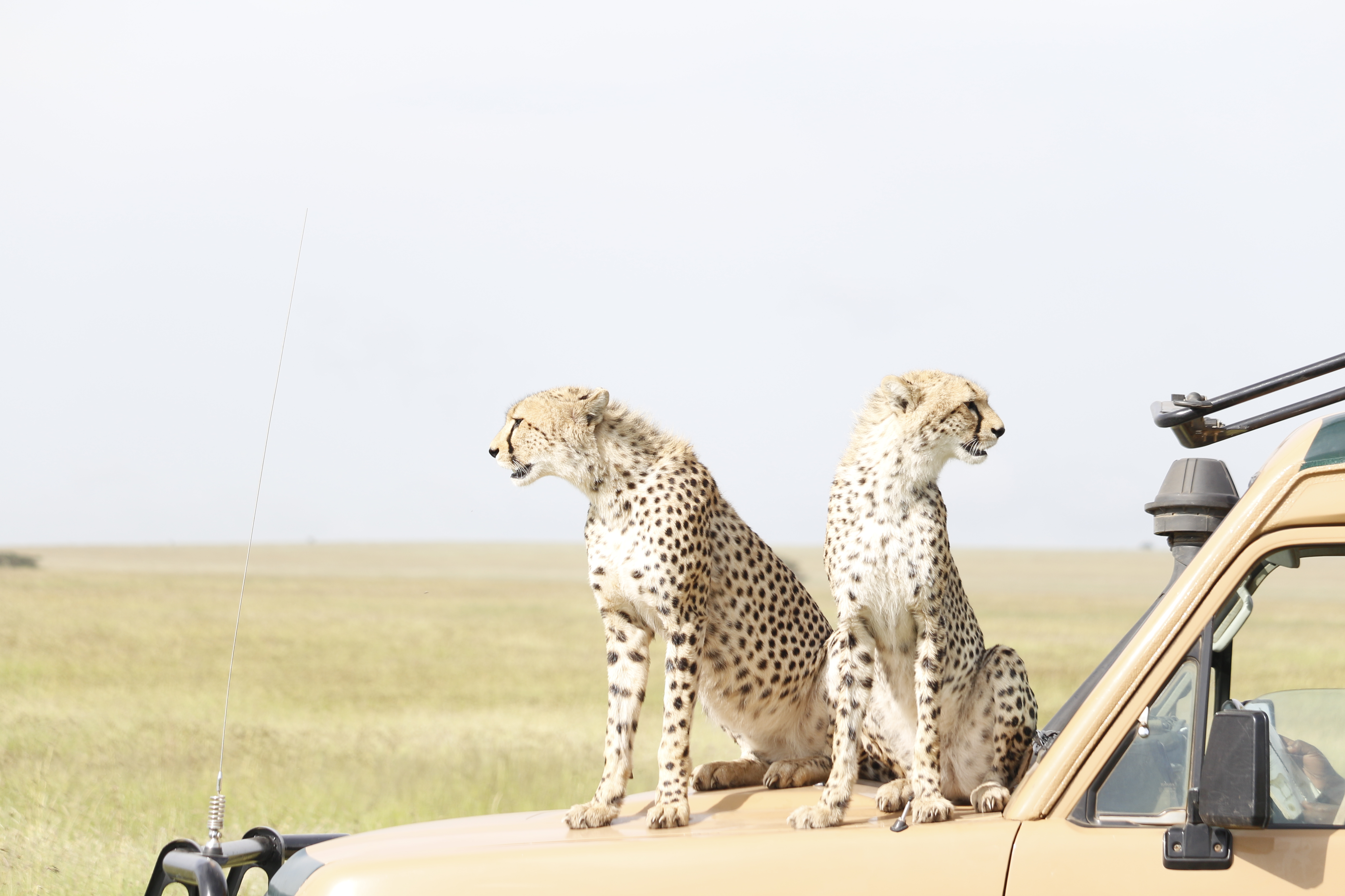 background image for - Classic Serengeti Adventure