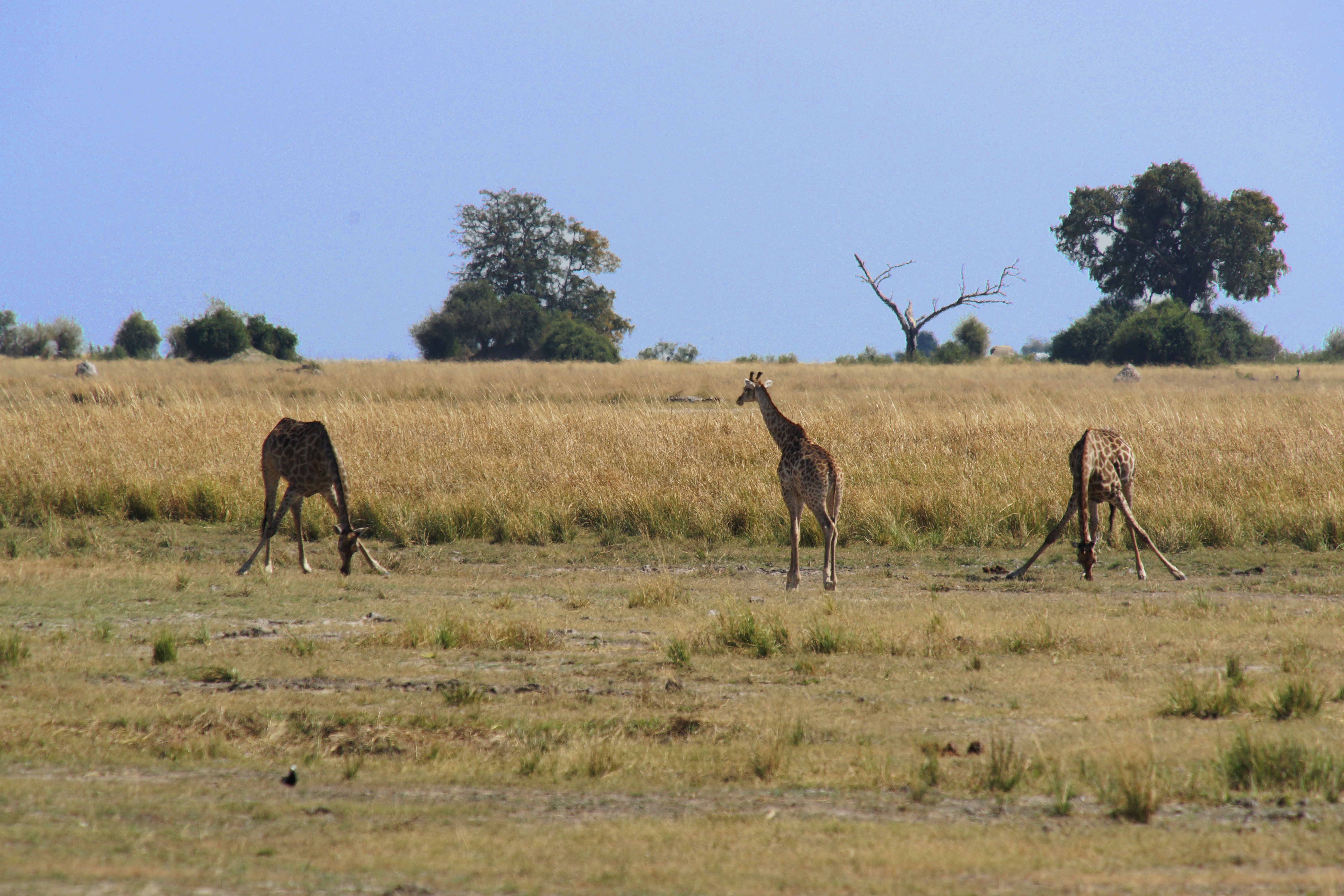 background image for - 5 Days Great  Serengeti Migration  July