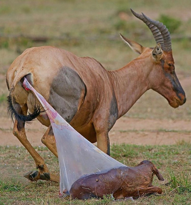 Image number 1 for 3 Day : Saadani National Park And Maasai Cultural Visit