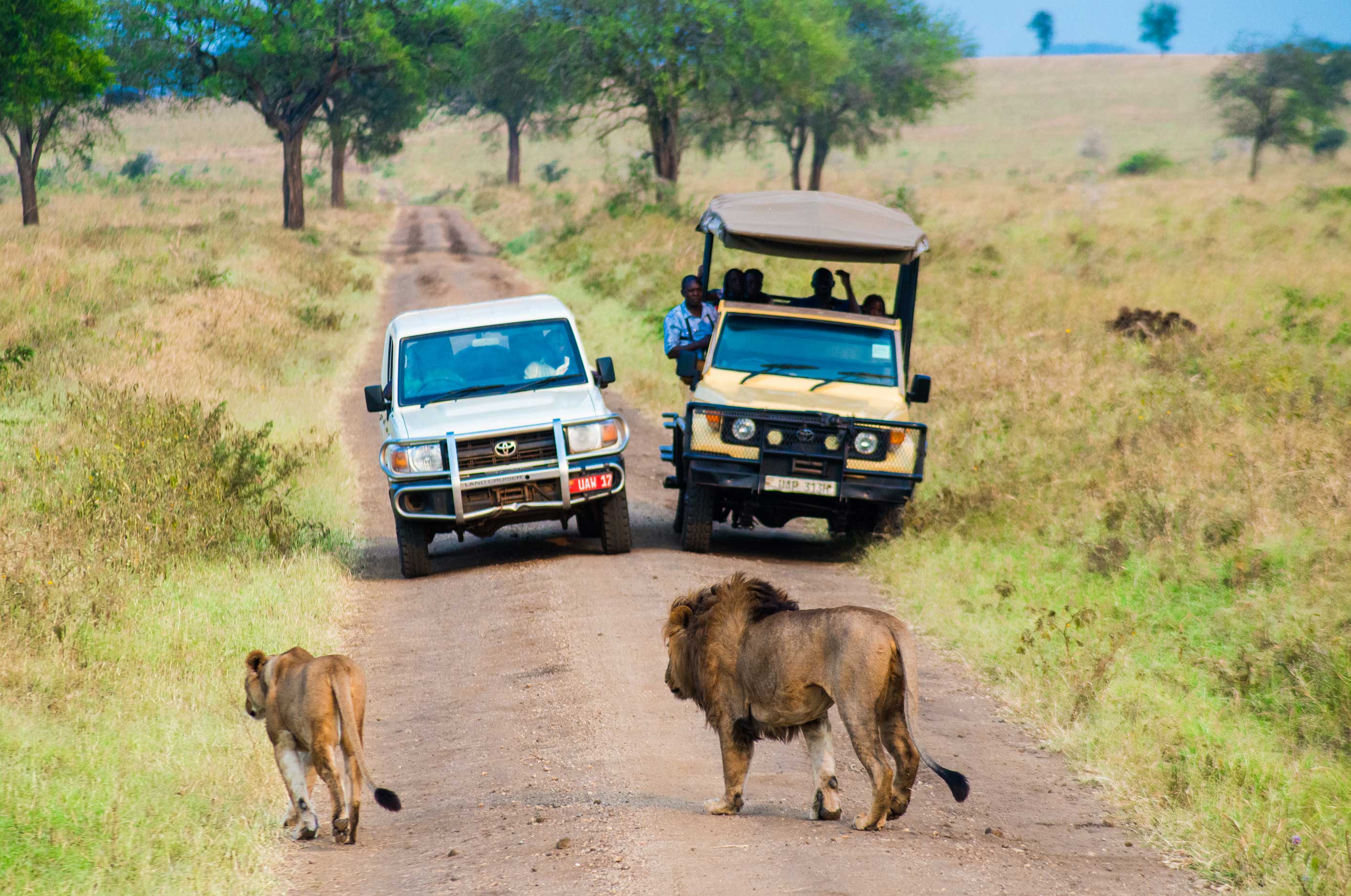 Image number 3 for 3 Day Murchison Falls Safari Uganda