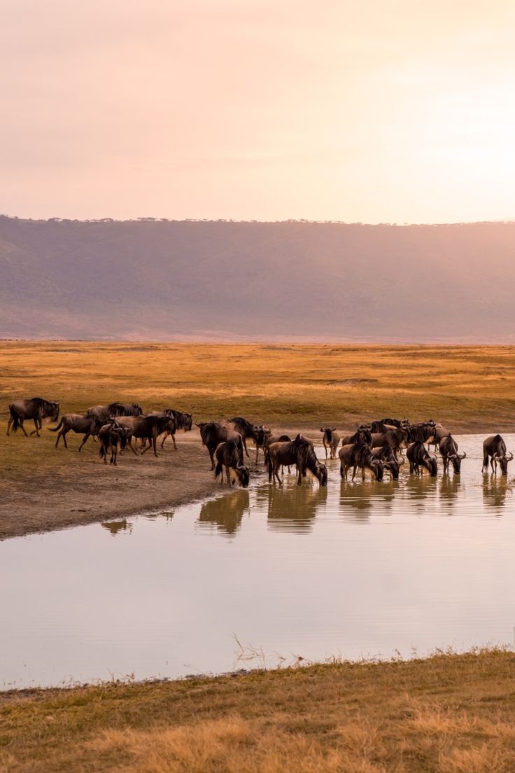 Image number 3 for 2-Day Fly-in Safari From Zanzibar.