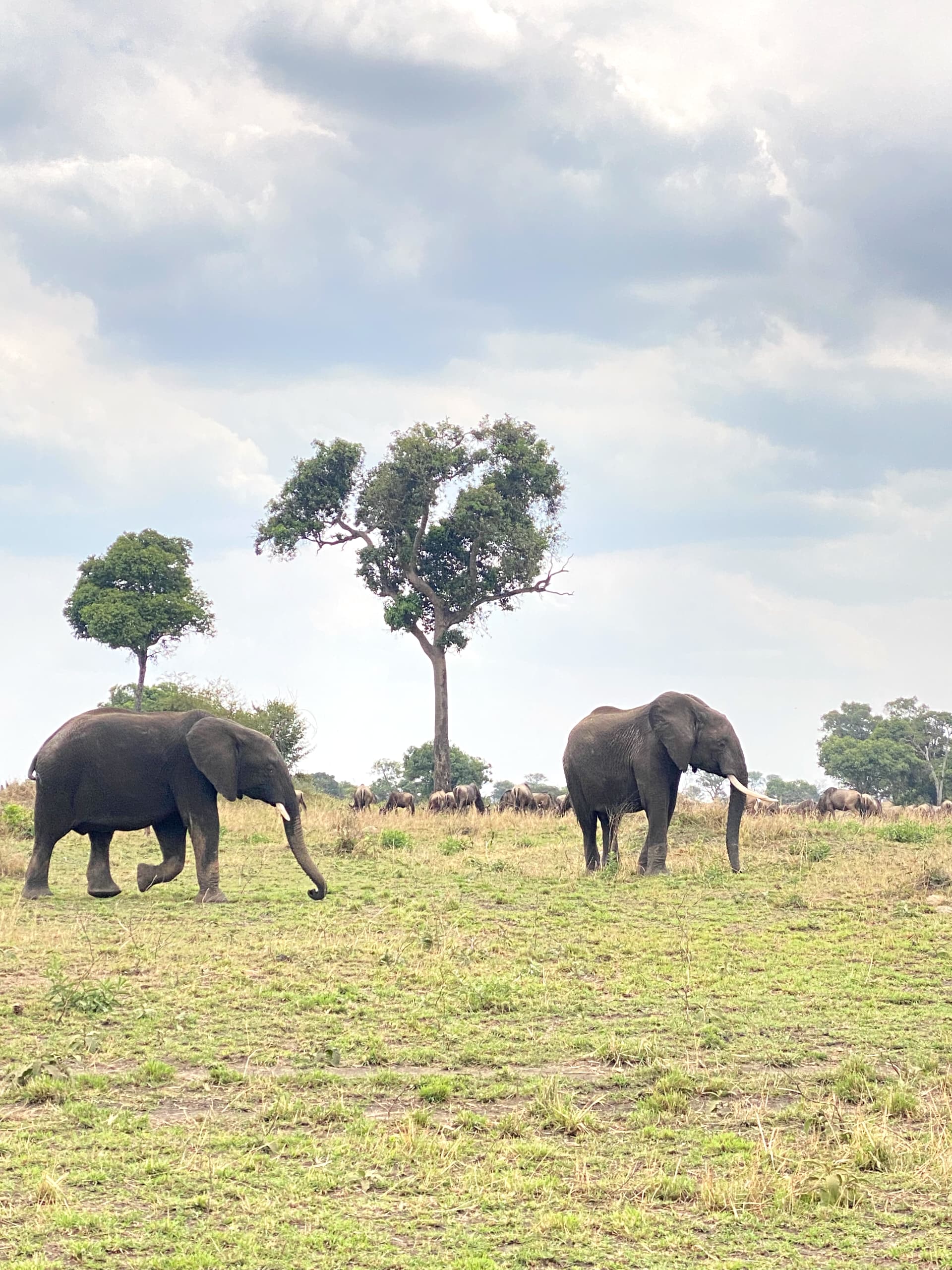 Image number 14 for 4-Days Wildlife Wonders Adventure Through Tanzania