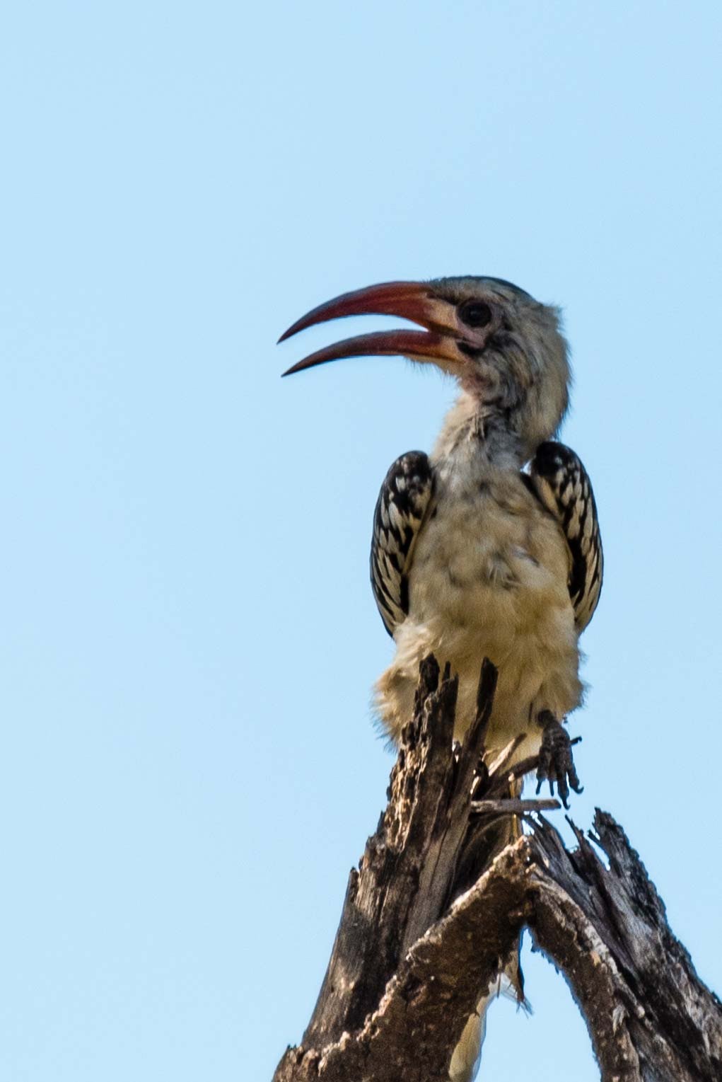 Image number 6 for Mikumi National Park Mid-range  By  Road 