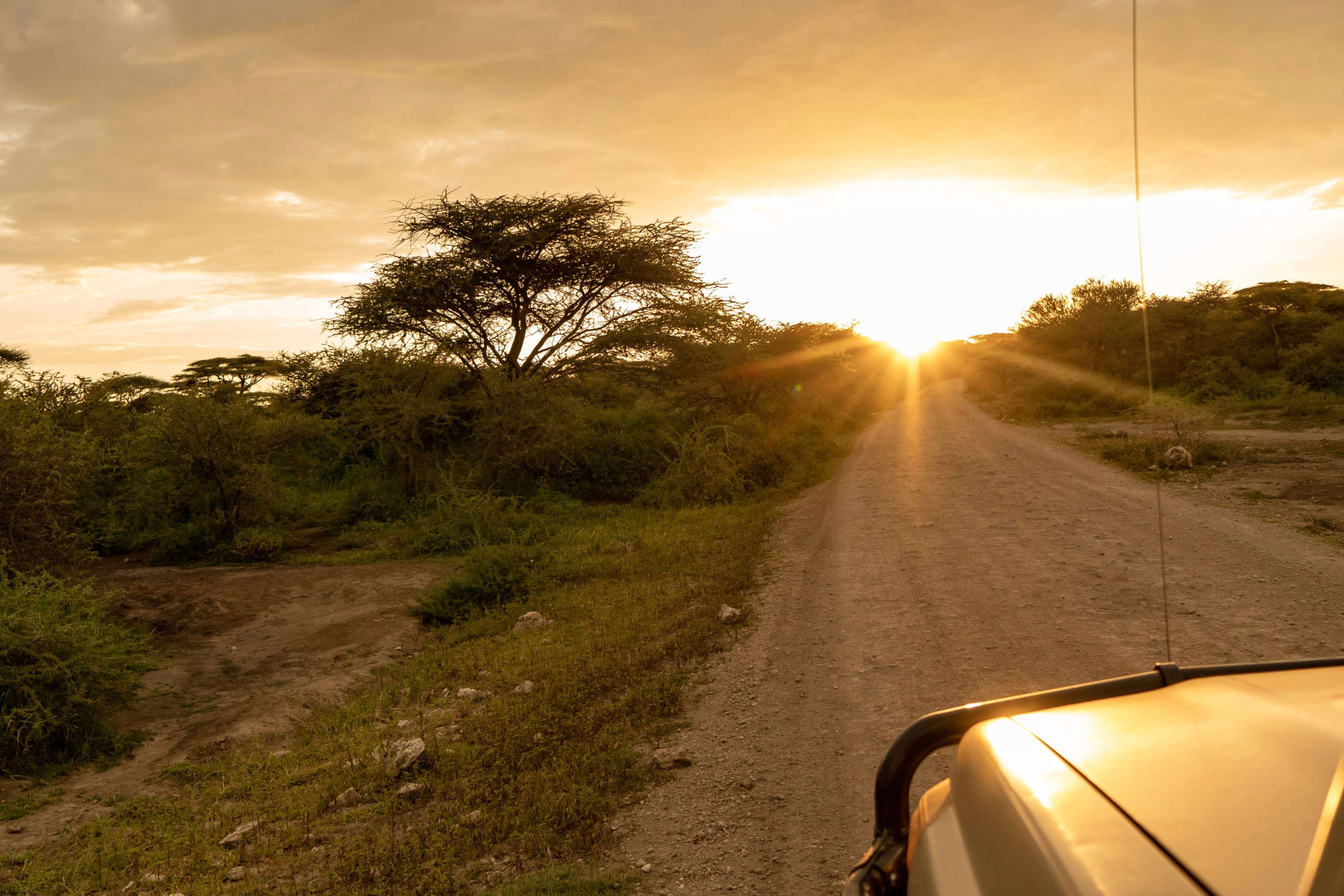Image number 4 for Tarangire Safari - Elephants Paradise