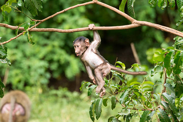 background image for - Joyful Wildlife  Tour In Six Days