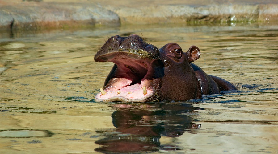 Image number 1 for Unforgettable Day Trip Tanzania Safari From Zanzibar To Mikumi 