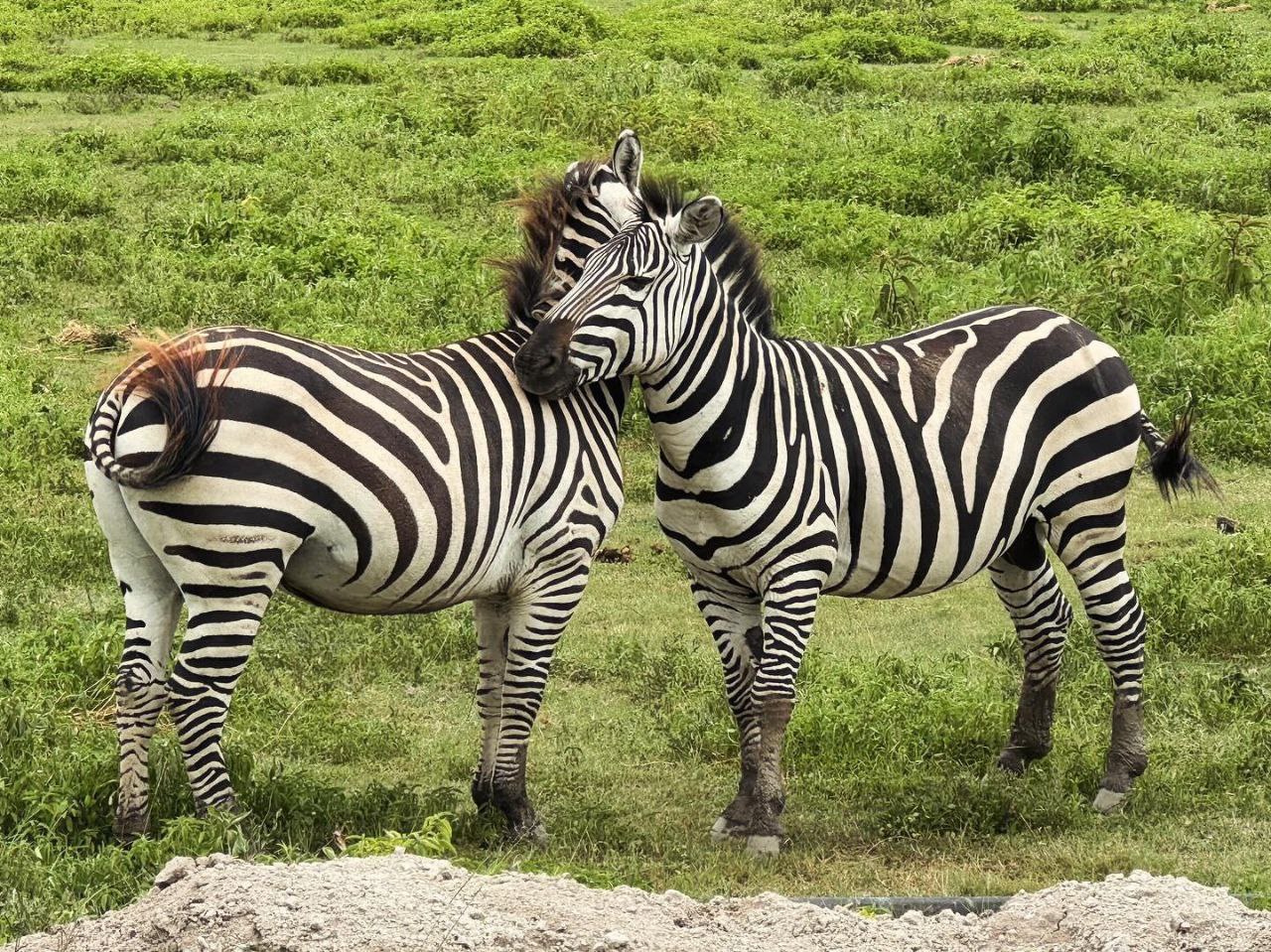 background image for - 2 Days Tarangire And Lake Manyara Tour 