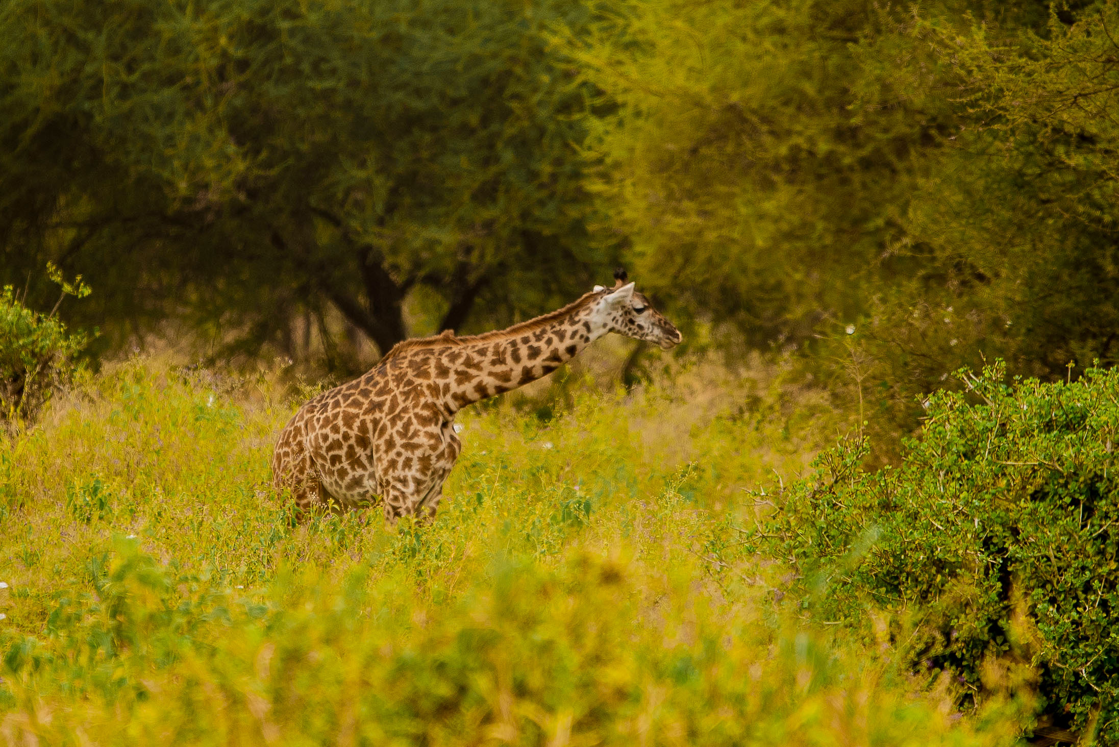 Image number 4 for Mid-range Ndutu Migration Footsteps 