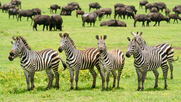 background image for - Best 7 Days Serengeti Safari Holiday
