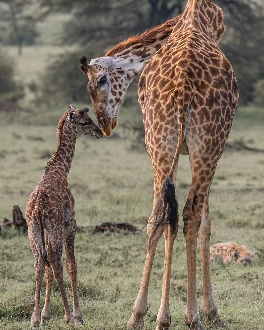 Image number 5 for 5 Day : Nyerere National Park And Kilwa Kisiwani