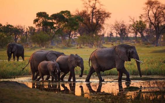 Image number 1 for 7 Day Perfect Holiday Safari