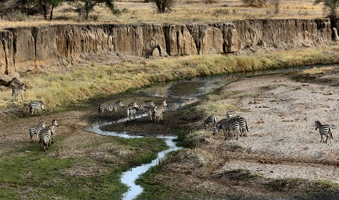 Image number 1 for  1-Day Trip To Tarangire National Park