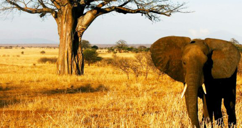 background image for - 5 Days Tanzania Sharing Safari