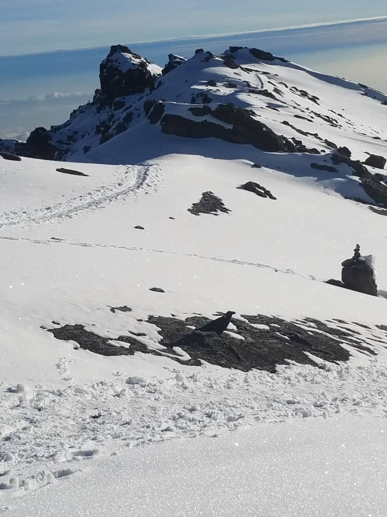 background image for - Memorable 6 Days Rongai Route