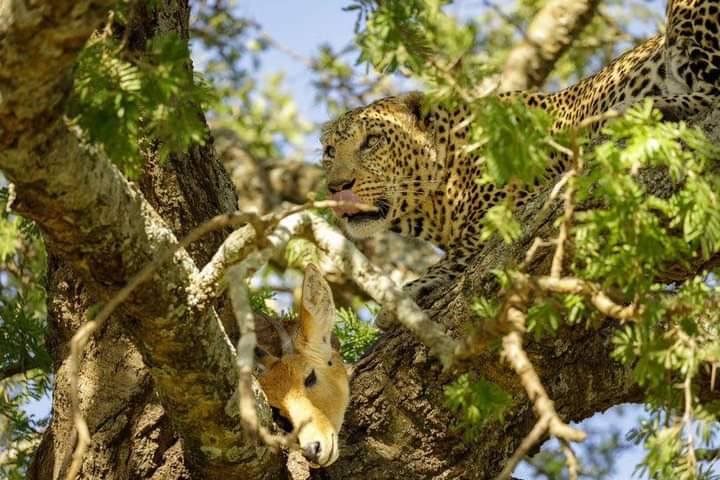 Image number 1 for A Taste Of The Savanna Safari