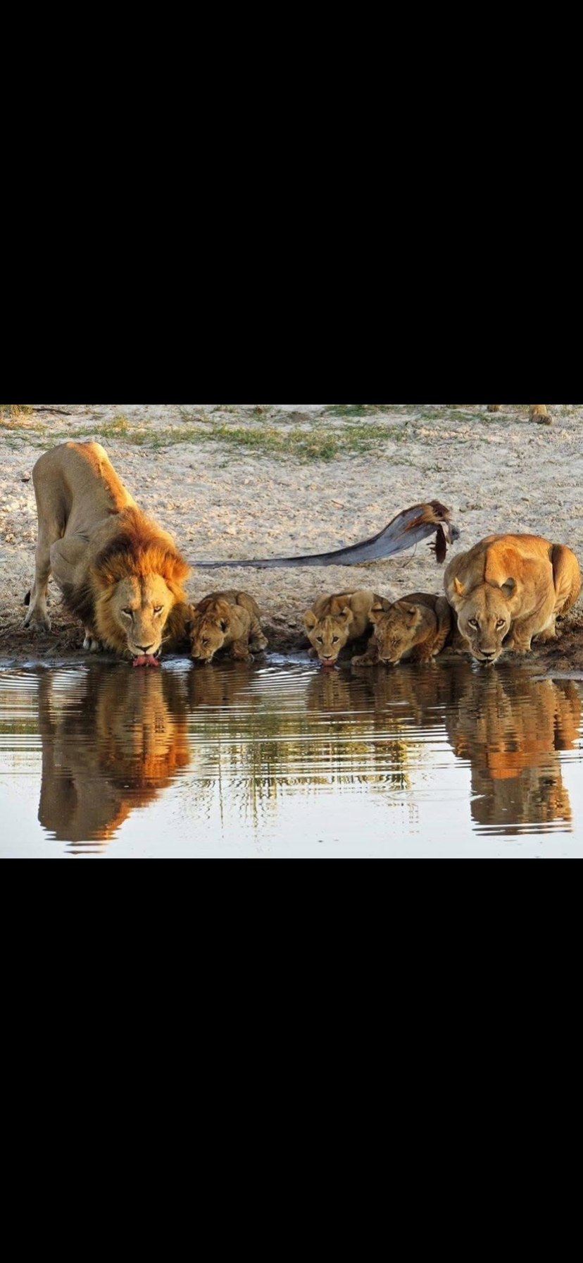 Image number 3 for Vic Falls To Chobe Day Trips 