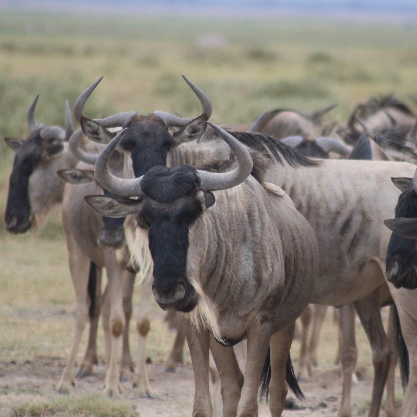 Image number 2 for 5-Day Luxury Kenya Safari For Couples – Tsavo West & Amboseli