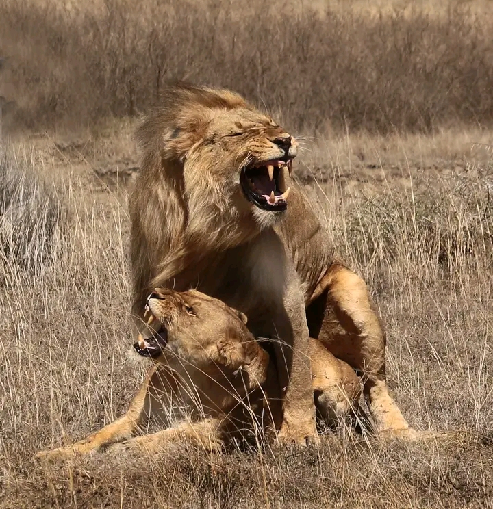 Image number 2 for Ngorongoro Crater And Serengeti National Park Tour 