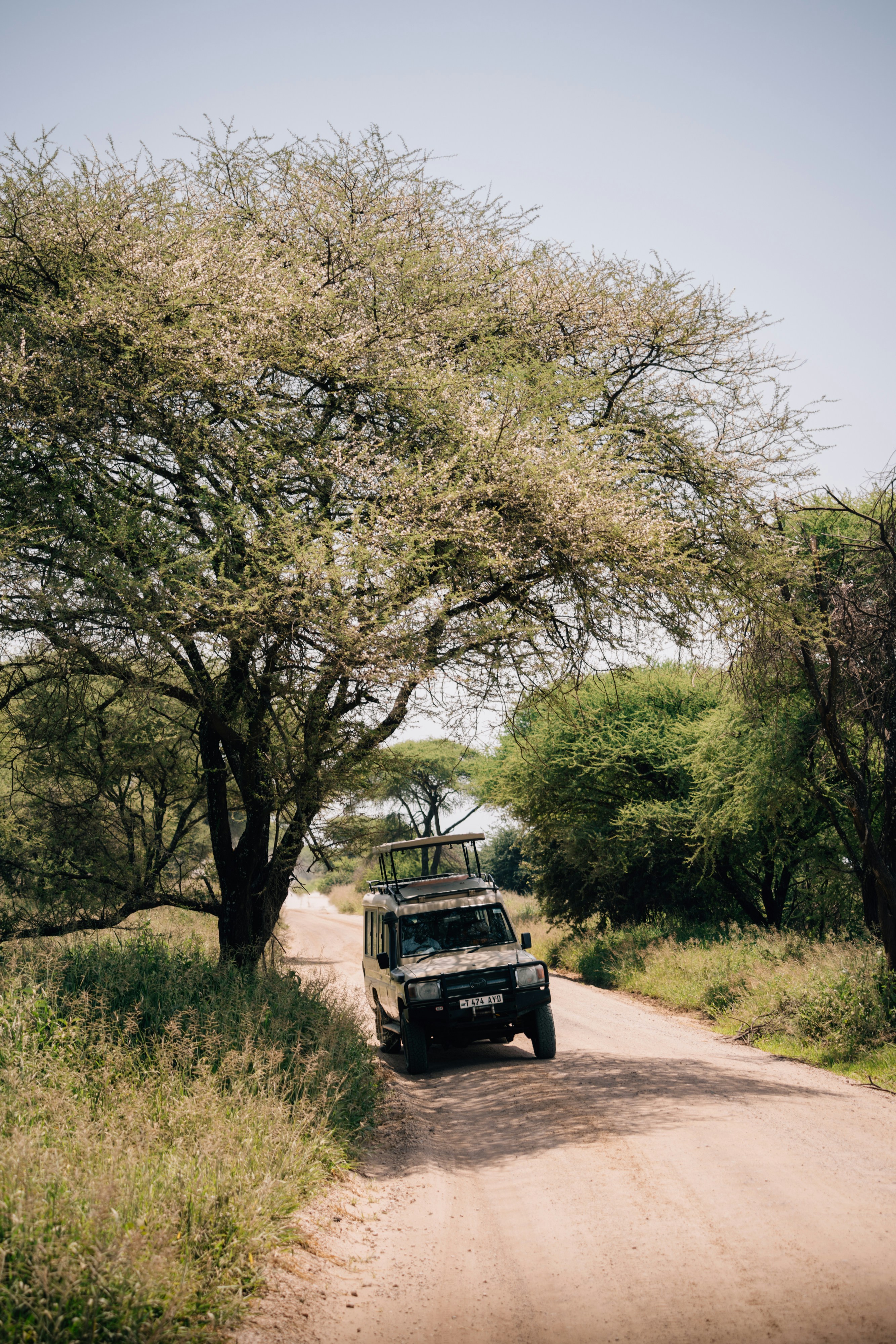 background image for - 5-Day  Ruaha And Mikumi National Park