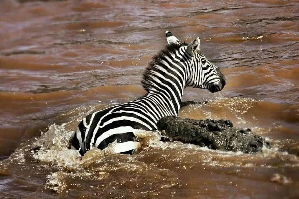 Image number 7 for  Tanzania Safari: Into The Heart Of Africa’s Wild Wonders
