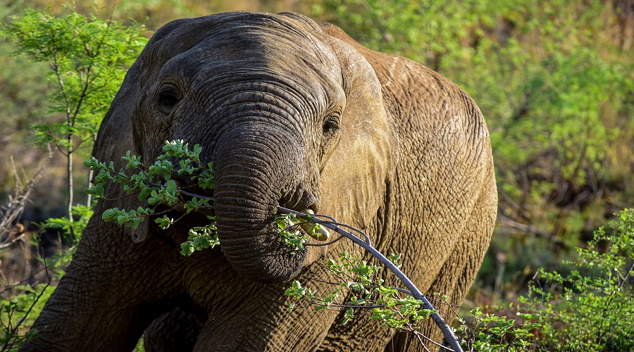 Image number 3 for 5 Days Selous & Mikumi Safari From Dar Es Salaam