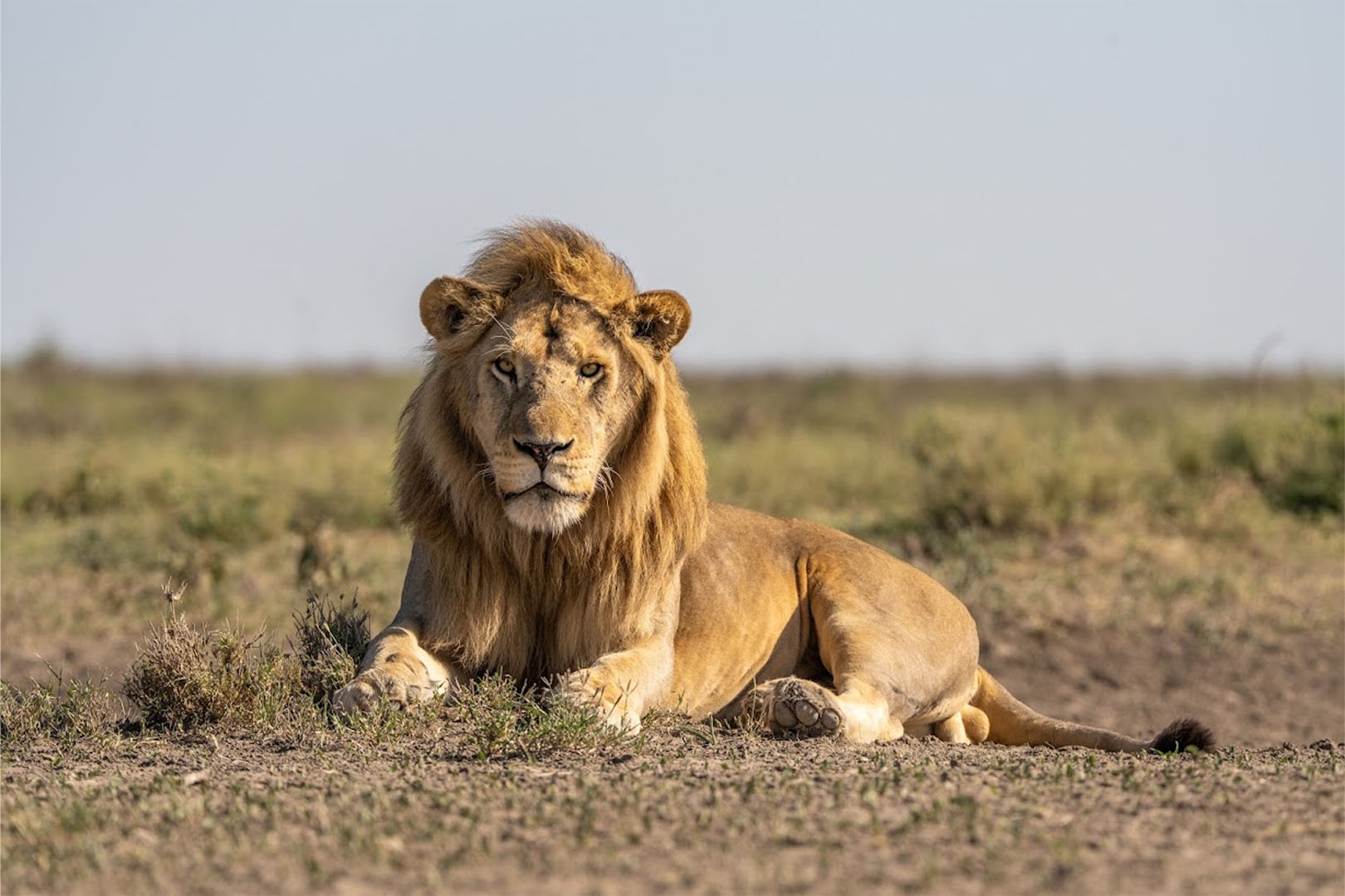Image number 7 for 4 Days Camping Safari In Northern Zone