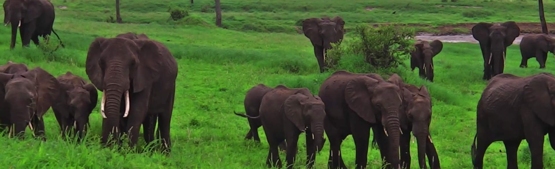 background image for - 1-Day Tanzania Safari To Tarangire