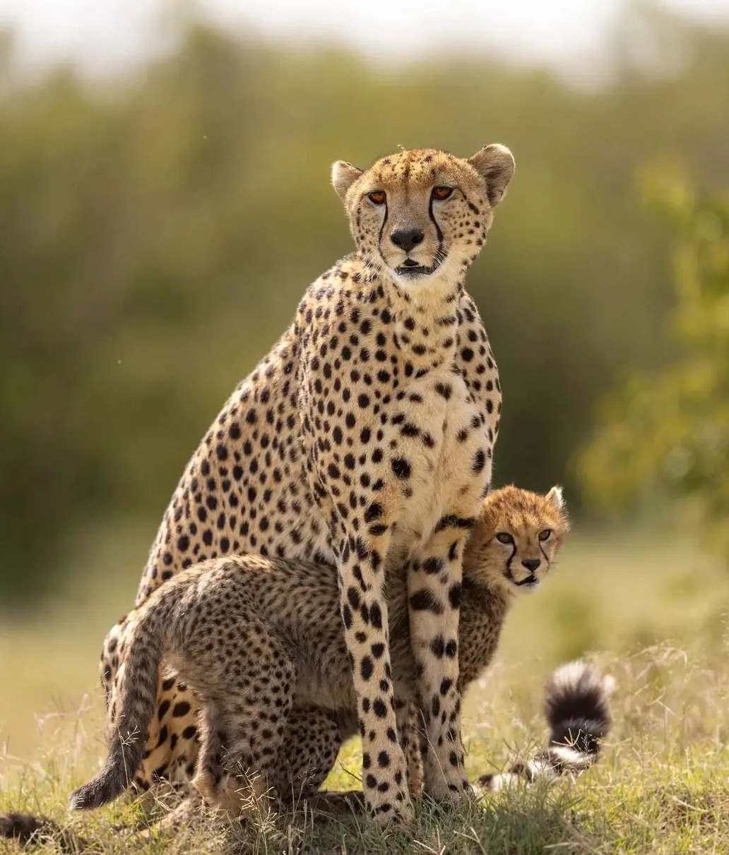 Image number 5 for Group Tour Serengeti Ngorongoro Manyara Tarangire