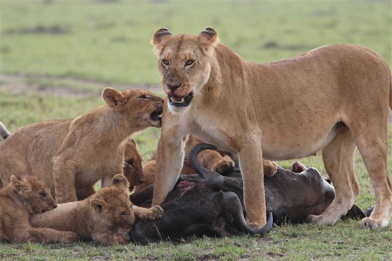 Image number 13 for Samburu To Masai Mara: 5-Day Safari Experience